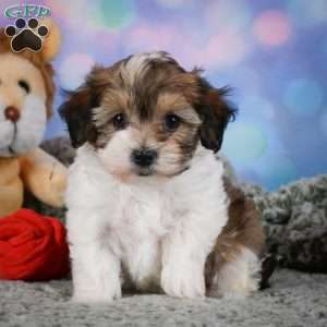 Rosie, Maltipoo Puppy