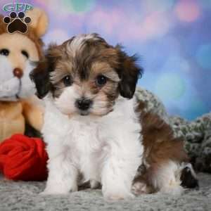 Rosie, Maltipoo Puppy