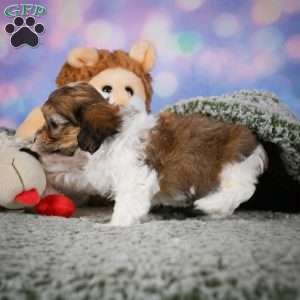 Rosie, Maltipoo Puppy