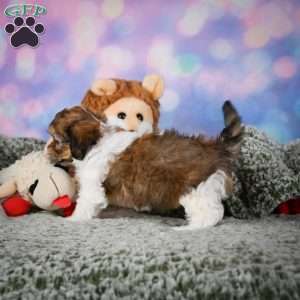 Rosie, Maltipoo Puppy