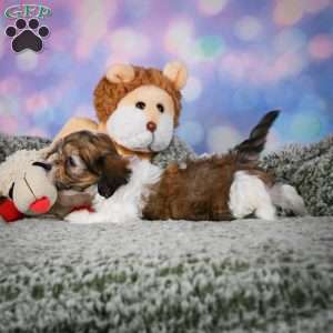 Rosie, Maltipoo Puppy
