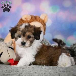 Rosie, Maltipoo Puppy