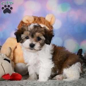 Rosie, Maltipoo Puppy