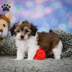Rosie, Maltipoo Puppy