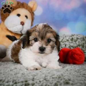 Rosie, Maltipoo Puppy