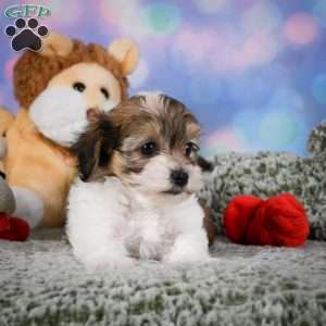 Rosie, Maltipoo Puppy