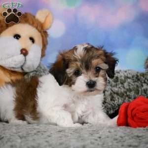 Rosie, Maltipoo Puppy