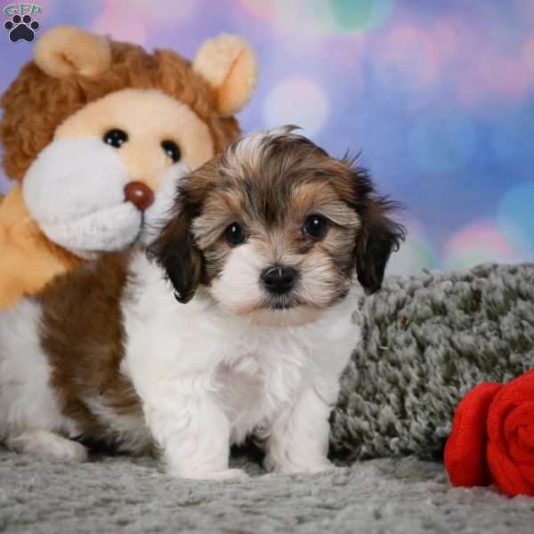 Rosie, Maltipoo Puppy