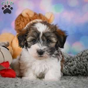 Bently, Maltipoo Puppy