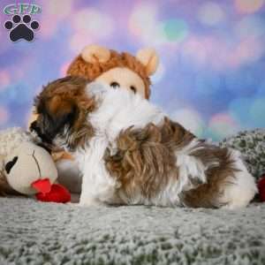Bently, Maltipoo Puppy