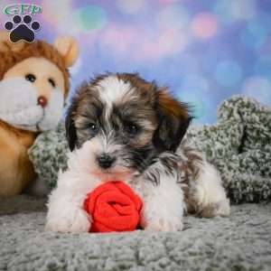 Bently, Maltipoo Puppy