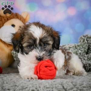 Bently, Maltipoo Puppy
