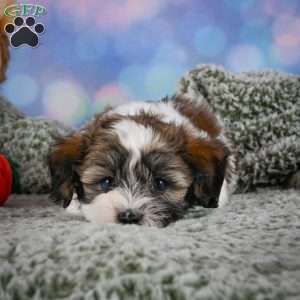 Bently, Maltipoo Puppy
