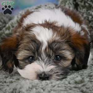 Bently, Maltipoo Puppy