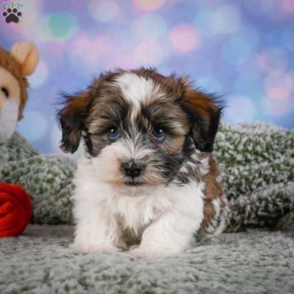 Bently, Maltipoo Puppy