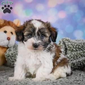 Bently, Maltipoo Puppy