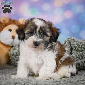 Bently, Maltipoo Puppy
