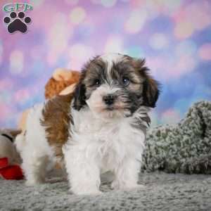 Bently, Maltipoo Puppy