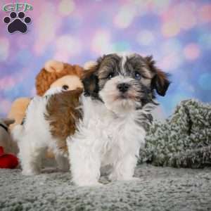 Bently, Maltipoo Puppy