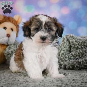 Bently, Maltipoo Puppy