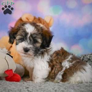 Bently, Maltipoo Puppy