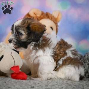 Bently, Maltipoo Puppy