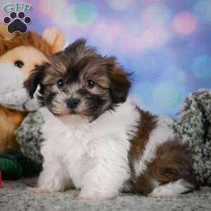 cody, Maltipoo Puppy
