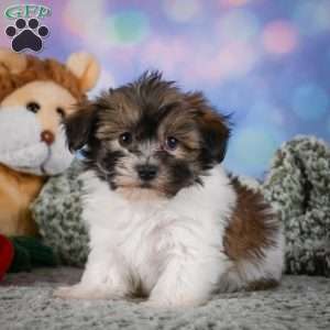 cody, Maltipoo Puppy