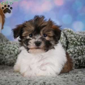 cody, Maltipoo Puppy