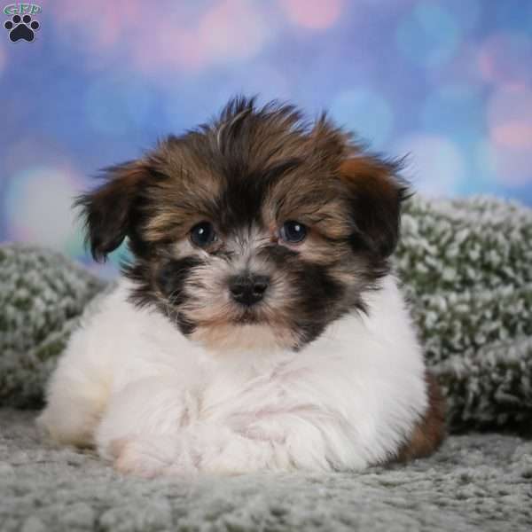 cody, Maltipoo Puppy