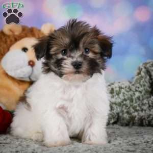 cody, Maltipoo Puppy