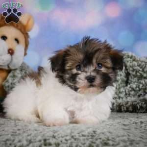 cody, Maltipoo Puppy
