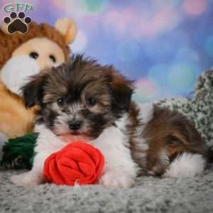 cody, Maltipoo Puppy