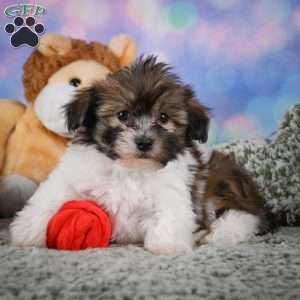cody, Maltipoo Puppy
