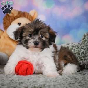 cody, Maltipoo Puppy
