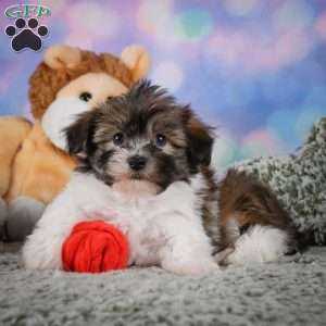 cody, Maltipoo Puppy