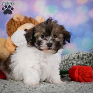 cody, Maltipoo Puppy