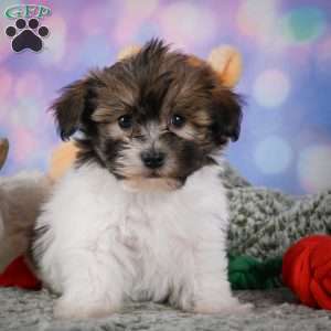 cody, Maltipoo Puppy