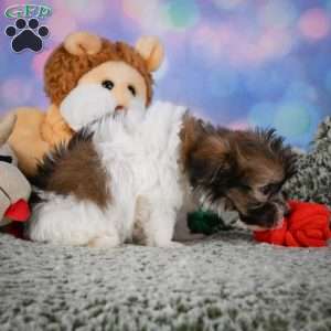 cody, Maltipoo Puppy