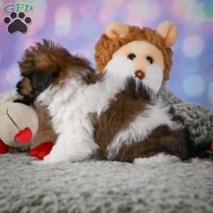 cody, Maltipoo Puppy