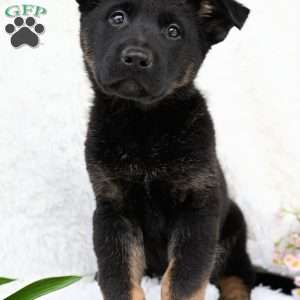 Suzie, German Shepherd Puppy