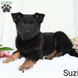 Suzie, German Shepherd Puppy