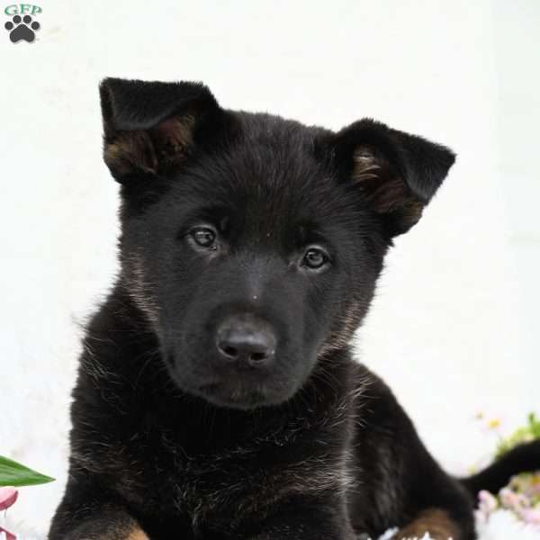 Suzie, German Shepherd Puppy