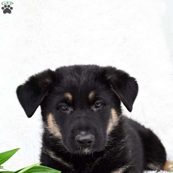 Rose, German Shepherd Puppy