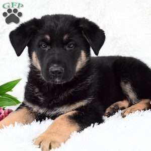 Rose, German Shepherd Puppy
