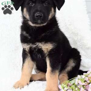 Rose, German Shepherd Puppy