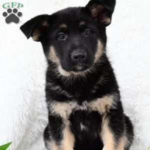 Rose, German Shepherd Puppy