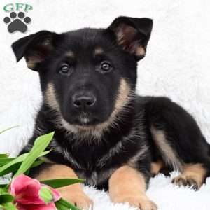Marzi, German Shepherd Puppy