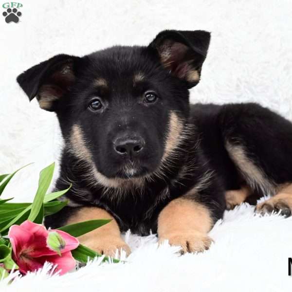 Marzi, German Shepherd Puppy