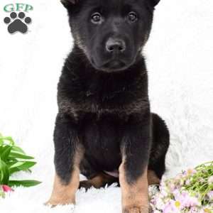 Suzie, German Shepherd Puppy